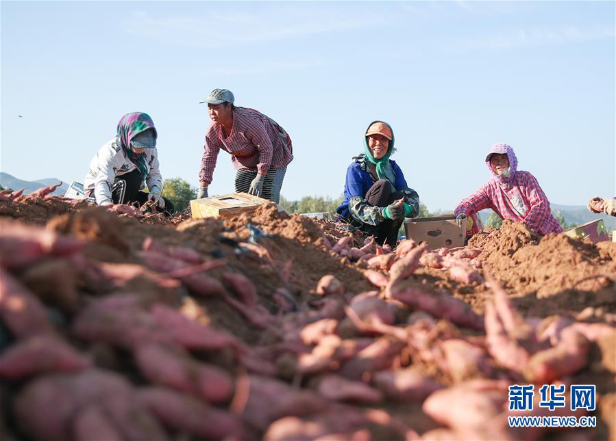 （在習(xí)近平新時(shí)代中國(guó)特色社會(huì)主義思想指引下——新時(shí)代新作為新篇章·總書記關(guān)切高質(zhì)量發(fā)展·圖文互動(dòng)）（2）翻過“貧困”山，通向“幸?！闭尽撠毠?jiān)“殲滅戰(zhàn)”里的小故事