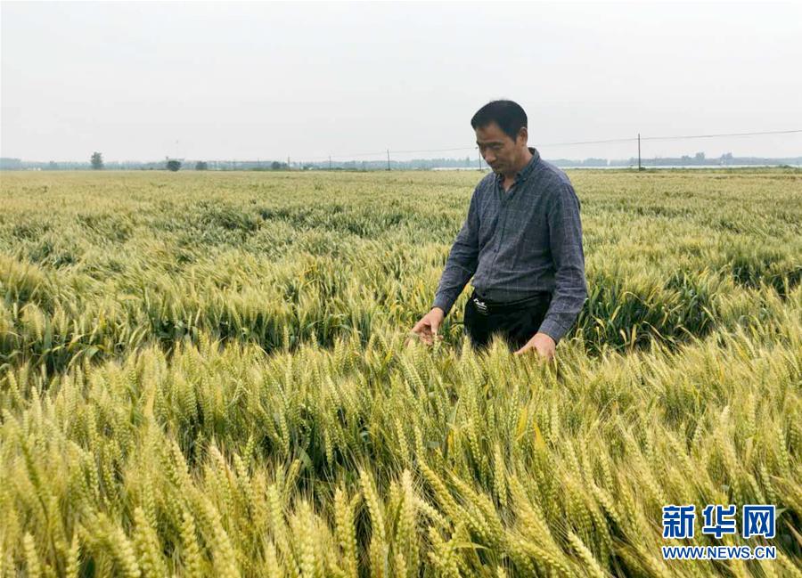 （在習(xí)近平新時代中國特色社會主義思想指引下——新時代新作為新篇章·習(xí)近平總書記關(guān)切事·圖文互動）（1）新農(nóng)事、新希望——夏收前田間新動態(tài)掃描