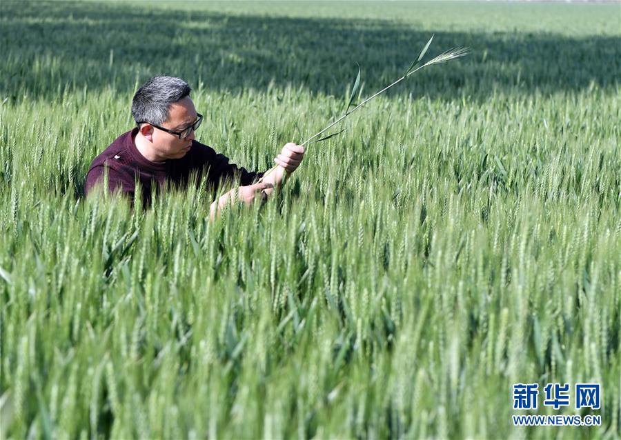 （在習(xí)近平新時代中國特色社會主義思想指引下——新時代新作為新篇章·習(xí)近平總書記關(guān)切事·圖文互動）（5）新農(nóng)事、新希望——夏收前田間新動態(tài)掃描